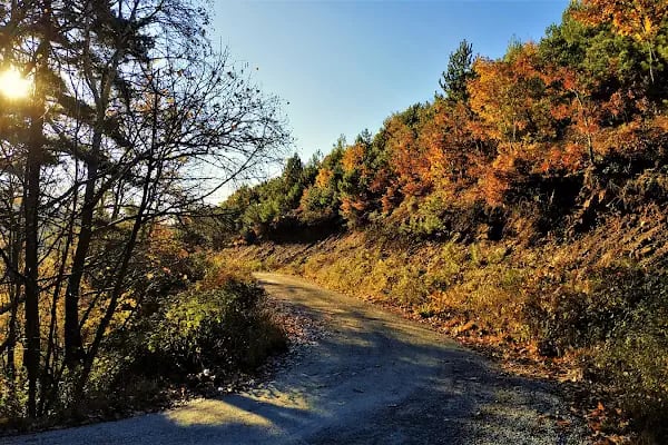 Ovacık Tabiat Parkı - Resim 11