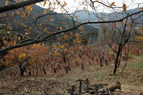 Ovacık Tabiat Parkı - Resim 14