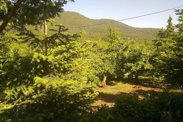 Ovacık Tabiat Parkı - Resim 10