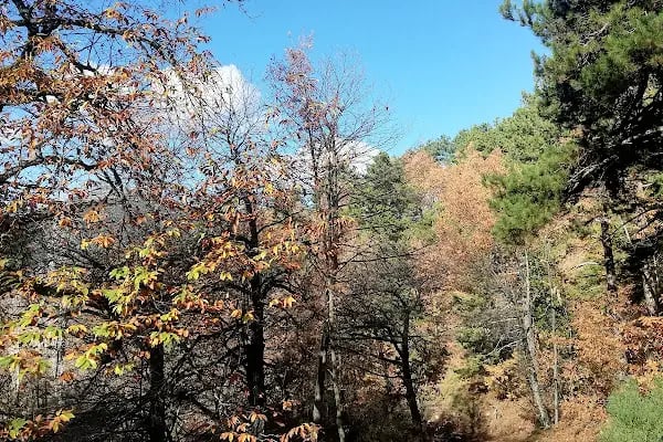 Ovacık Tabiat Parkı - Resim 19