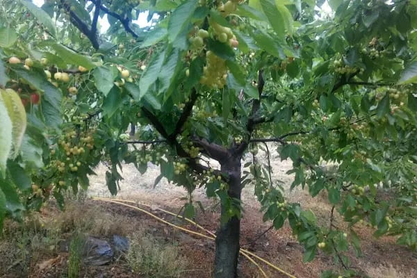 Ovacık Tabiat Parkı - Resim 18