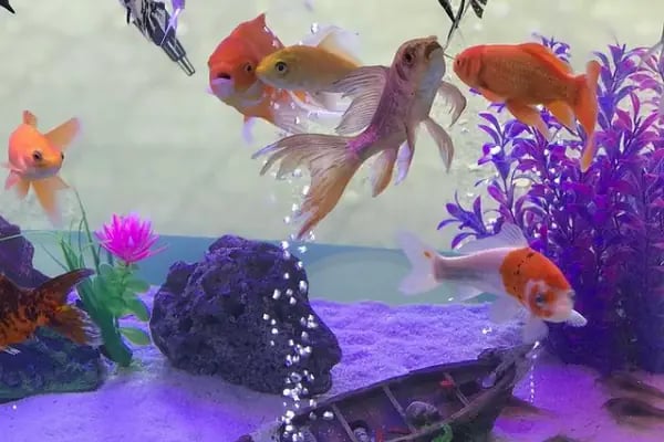 Manyas Petshop - Resim 3