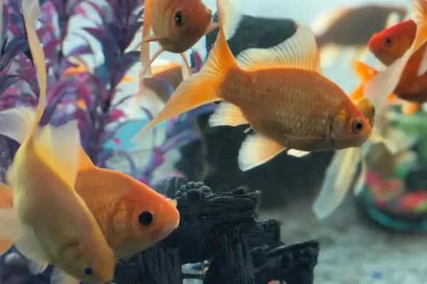 Manyas Petshop - Resim 2