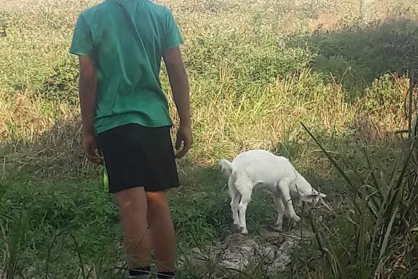 Doğa Piknik Alanı - Resim 17