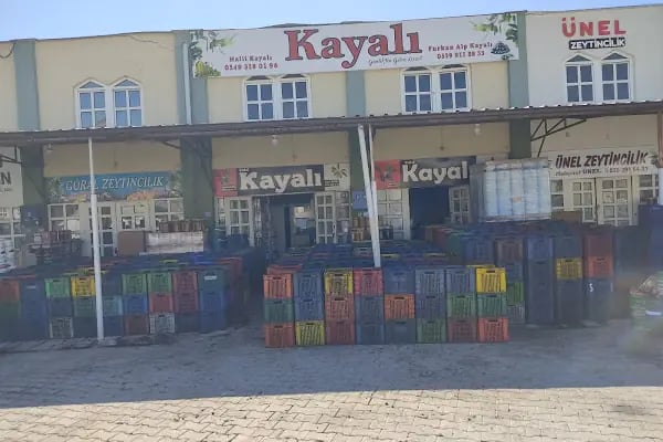 Kayalı Zeytincilik - Resim 9