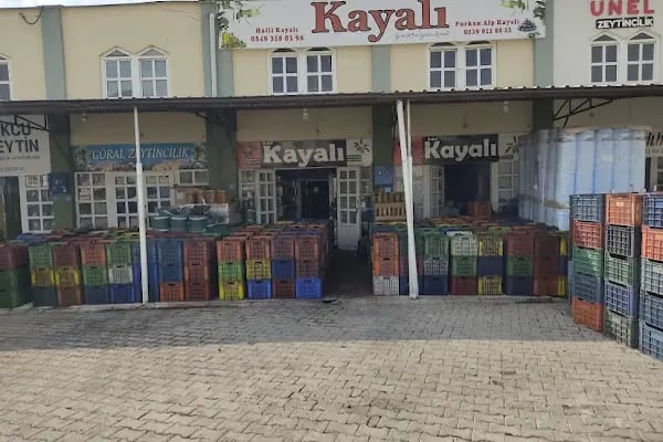 Kayalı Zeytincilik - Resim 1