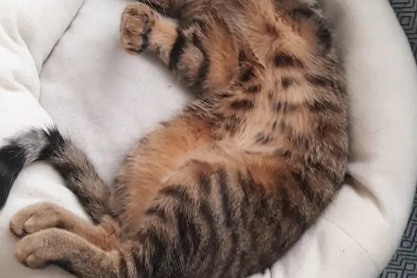 Karınca Pet Market - Resim 8
