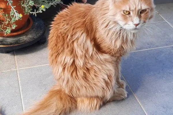 Aydoğan Veteriner Kliniği - Resim 6