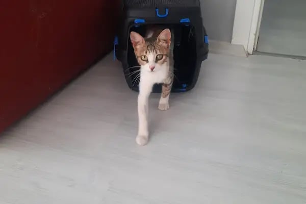 Aydoğan Veteriner Kliniği - Resim 16