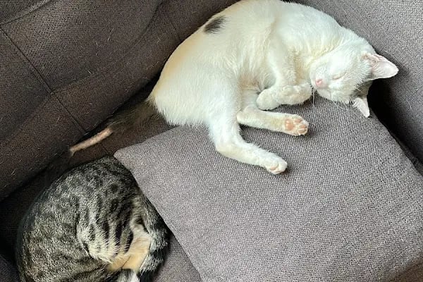 Aydoğan Veteriner Kliniği - Resim 8