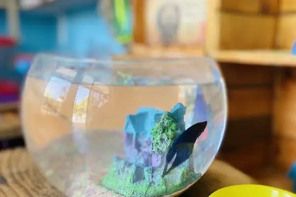 TIFIL PETSHOP - Resim 16