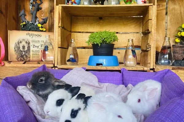 TIFIL PETSHOP - Resim 4