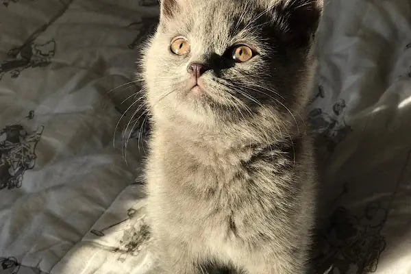 TIFIL PETSHOP - Resim 6