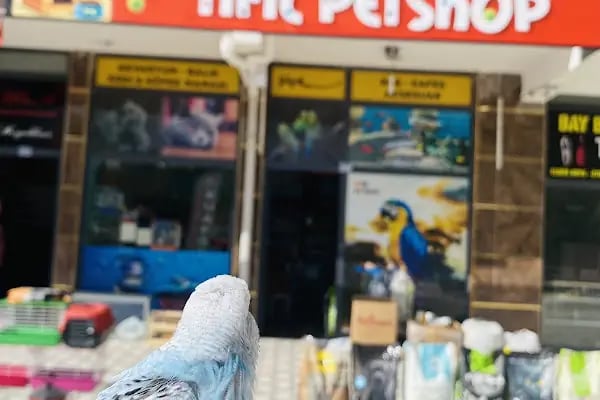 TIFIL PETSHOP - Resim 17
