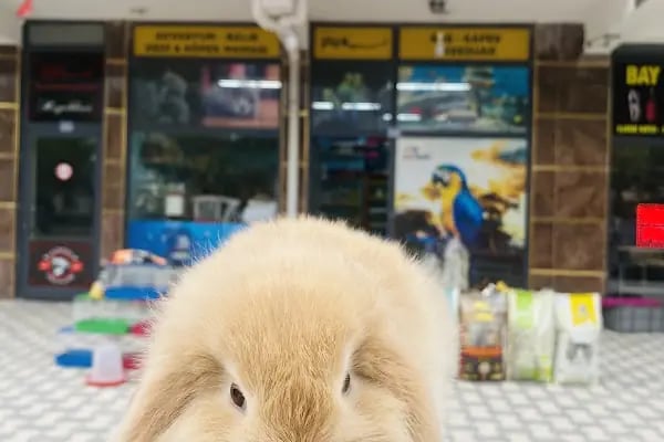 TIFIL PETSHOP - Resim 1
