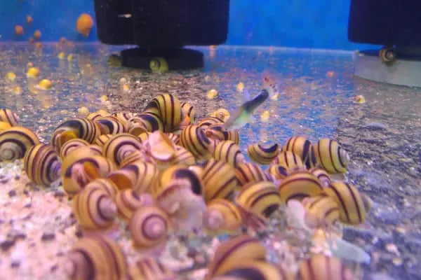 Pet Shop Marketim - Kocaeli ve İzmit Akvaryum Mağazası - Resim 20