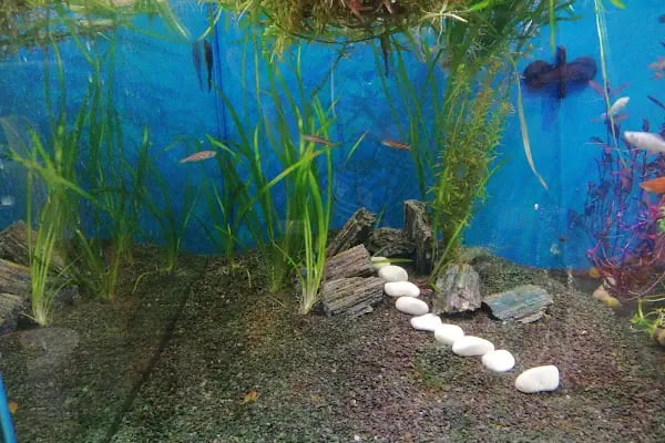 Pet Shop Marketim - Kocaeli ve İzmit Akvaryum Mağazası - Resim 17