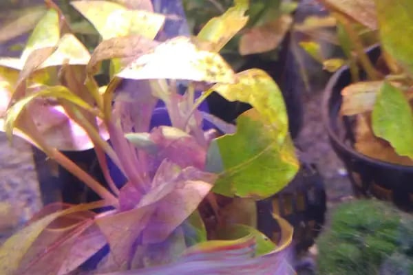 Pet Shop Marketim - Kocaeli ve İzmit Akvaryum Mağazası - Resim 13