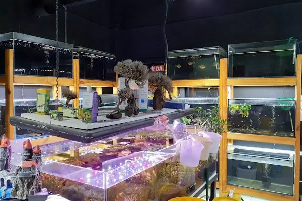 Pet Shop Marketim - Kocaeli ve İzmit Akvaryum Mağazası - Resim 2