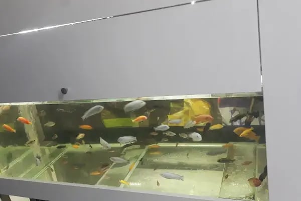 Pet Shop Marketim - Kocaeli ve İzmit Akvaryum Mağazası - Resim 15