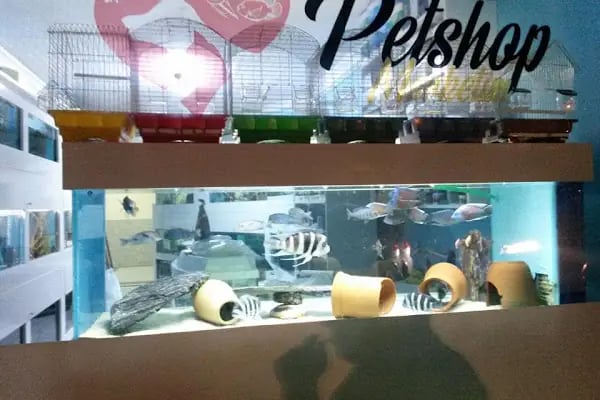 Pet Shop Marketim - Kocaeli ve İzmit Akvaryum Mağazası - Resim 5