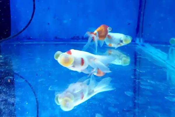 Pet Shop Marketim - Kocaeli ve İzmit Akvaryum Mağazası - Resim 19