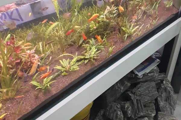 Pet Shop Marketim - Kocaeli ve İzmit Akvaryum Mağazası - Resim 14