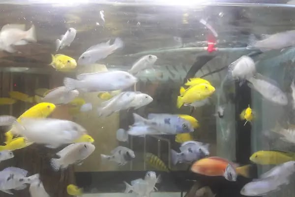 Pet Shop Marketim - Kocaeli ve İzmit Akvaryum Mağazası - Resim 12