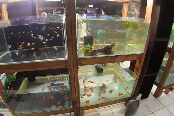 Pet Shop Marketim - Kocaeli ve İzmit Akvaryum Mağazası - Resim 3