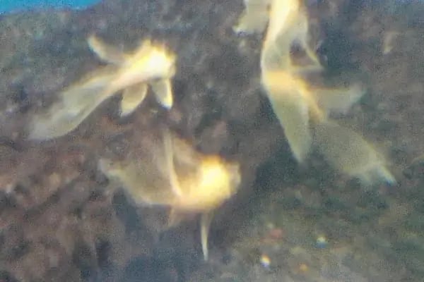 Pet Shop Marketim - Kocaeli ve İzmit Akvaryum Mağazası - Resim 8