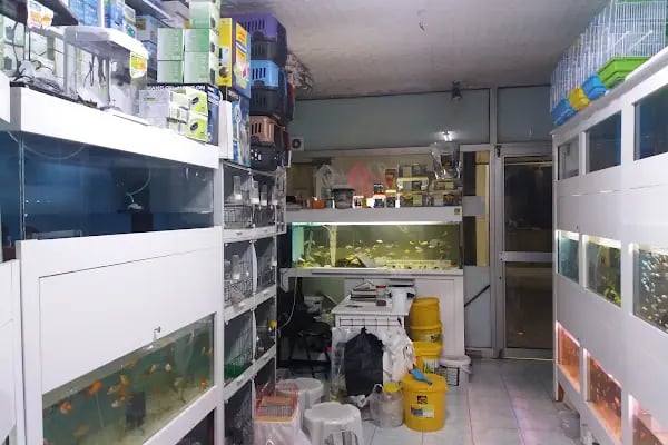 Pet Shop Marketim - Kocaeli ve İzmit Akvaryum Mağazası - Resim 7