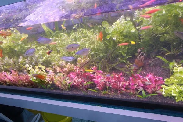 Pet Shop Marketim - Kocaeli ve İzmit Akvaryum Mağazası - Resim 11