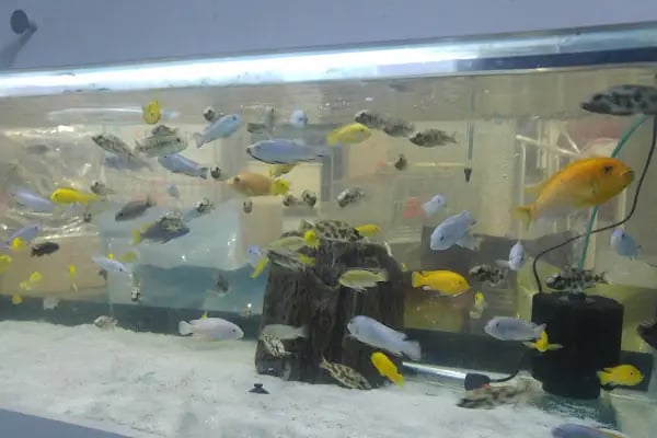 Pet Shop Marketim - Kocaeli ve İzmit Akvaryum Mağazası - Resim 6