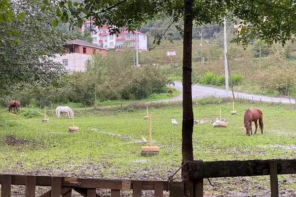 Golcayir Park Restorant At çiftliği paintball ve Atv turları - Resim 20