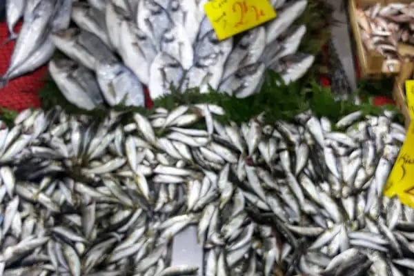 Karadeniz balikcilik - Resim 18