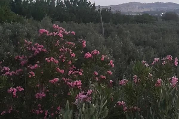 Yesilirmak Boutique Hotel - Resim 11