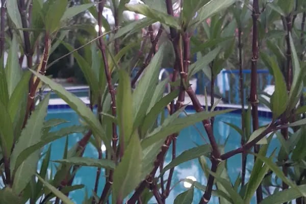 Yesilirmak Boutique Hotel - Resim 18