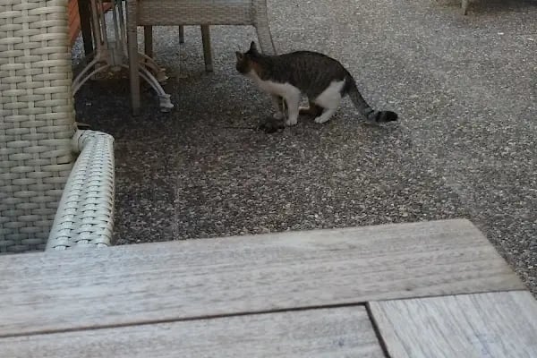 Akça Pastanesi Alanya - Resim 12