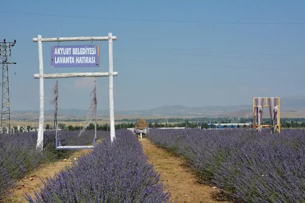 AKYURT BELEDİYESİ LAVANTA BAHÇESİ - Resim 8