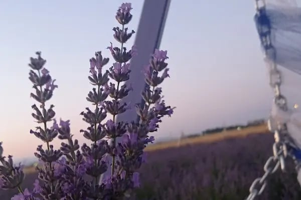 AKYURT BELEDİYESİ LAVANTA BAHÇESİ - Resim 4