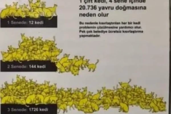 BALÇOVA VETERİNER KLİNİĞİ... - Resim 13