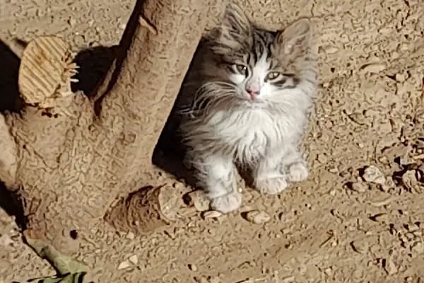 BALÇOVA VETERİNER KLİNİĞİ... - Resim 8