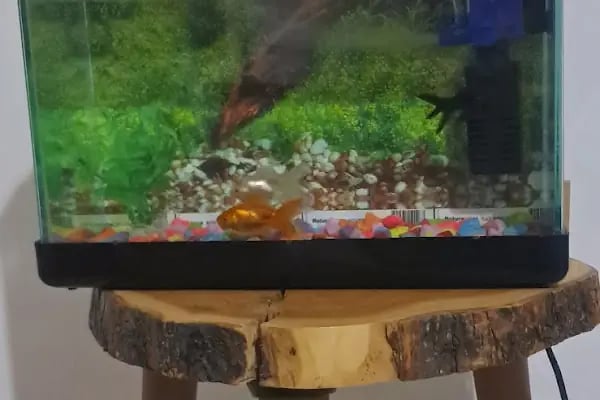 Ales PetShop - Resim 3