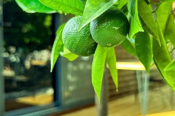 ORANGE GARDEN TREE HOUSES HOTEL - Resim 9