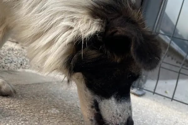 Patiko Veteriner Kliniği - Resim 13