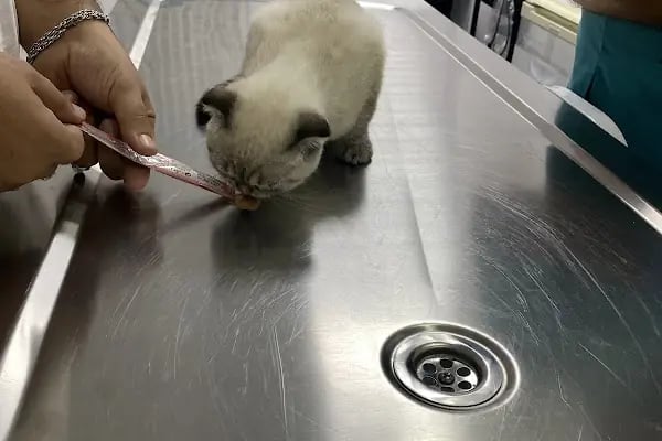 Patiko Veteriner Kliniği - Resim 19
