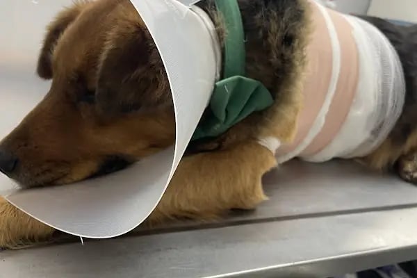 Patiko Veteriner Kliniği - Resim 7