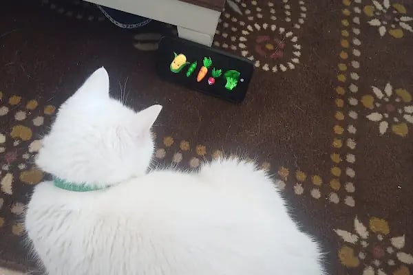 Patiko Veteriner Kliniği - Resim 20