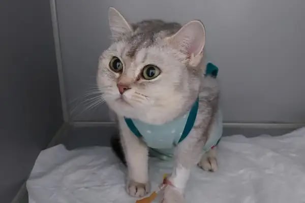 Patiko Veteriner Kliniği - Resim 11