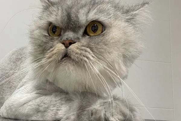 Patiko Veteriner Kliniği - Resim 5